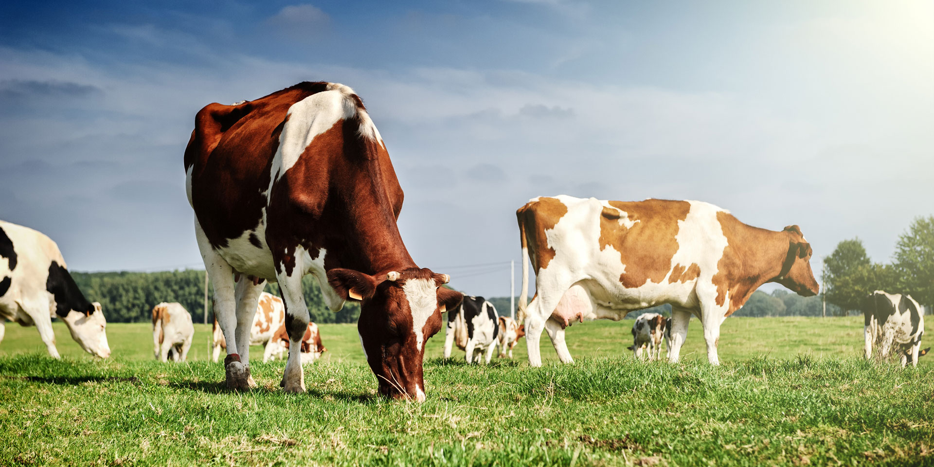 BREEDING CATTLE EXPORT
